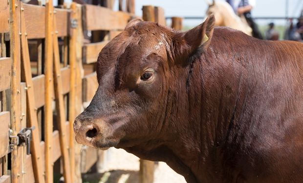 Las jornadas tendrán un programa variado que transitará por diferentes temáticas, como ser pasturas, feedlot, recría, toros, trazabilidad y rentabilidad.