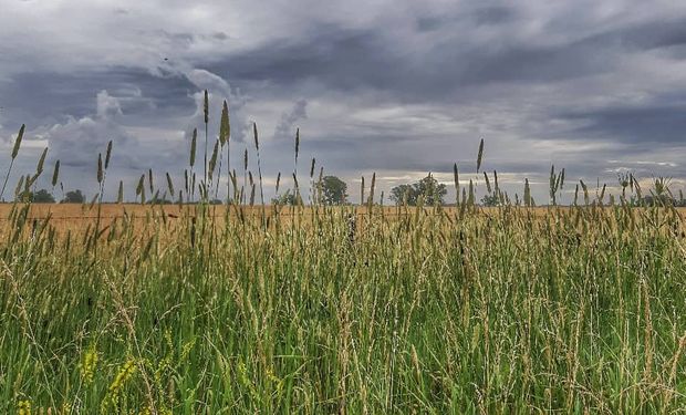 Las lluvias no se retiran y vuelven a amenazar a la zona núcleo: qué zonas podrían recibir agua