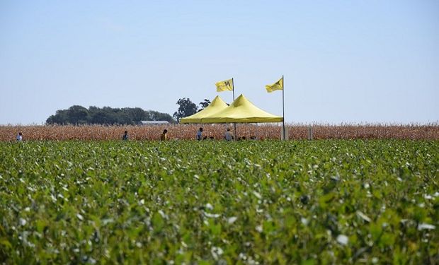 El clima de la última campaña puso a prueba la habilidad en la elección de cultivares.