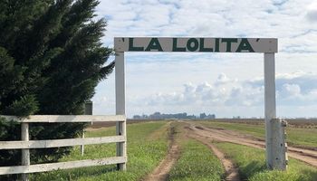 Cómo aprovechar el potencial de un maíz de punta