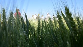 Presentaron nuevas variedades trigo: cuáles son las mejores opciones para cada ambiente 