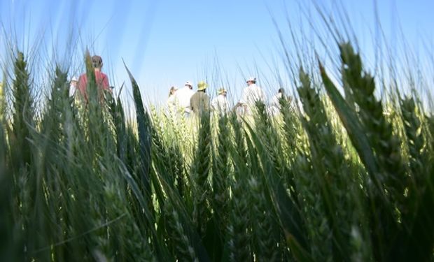 De la siembra a la cosecha: en una recorrida a campo presentaron nuevas variedades de trigo