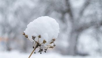 ¿Nieve en Buenos Aires? Qué condiciones se tienen que dar y qué se espera del clima