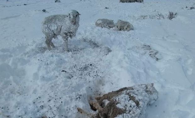 Estiman pérdidas de hasta el 50% de la producción en la Patagonia: "Es un golpe muy duro”