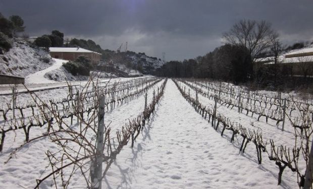 La nieve provocó fuertes pérdidas en el agro riojano.