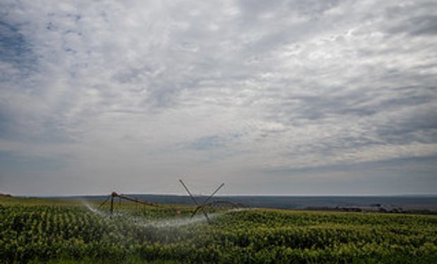 La Niña provocou a quebra da safra de milho no Rio Grande do Sul em 2021/2022. (foto - Sistema CNA/Senar)