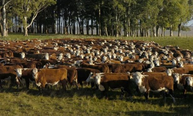 Cuando hay seca y llueve, las pasturas acumulan nitritos que pueden llegar a matar ganado.