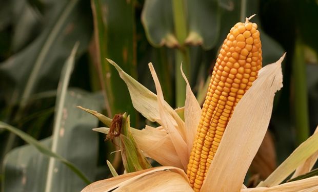 Cuál es la gran novedad para maíz que presenta NK en Aapresid