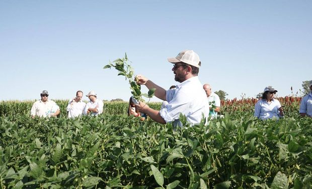 Un año de NK en el mercado argentino: qué se presentó para soja, maíz y girasol en 2020 y adelantos para 2021