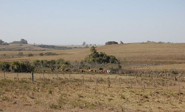 Emergencia agropecuaria: Uruguay destina 700 mil dólares para ayudar a productores