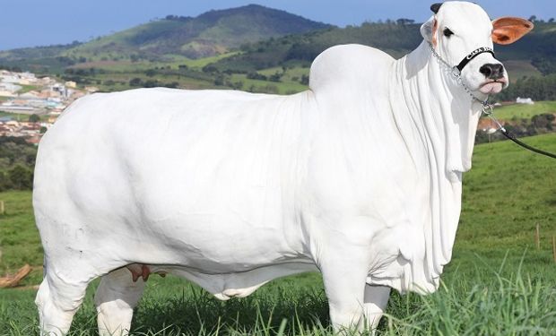La más cara del mundo: pagaron más de US$ 4 millones por una vaca