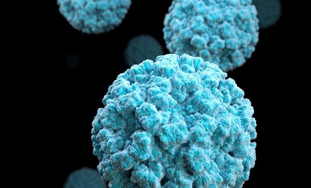 Norovirus: qué es y cuáles son los síntomas en medio de un nuevo brote