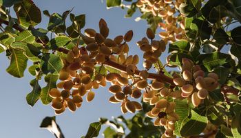Pistachos: cuánto cuesta producir el cultivo de "la sonrisa" que vive un boom en Argentina (y en el mundo)