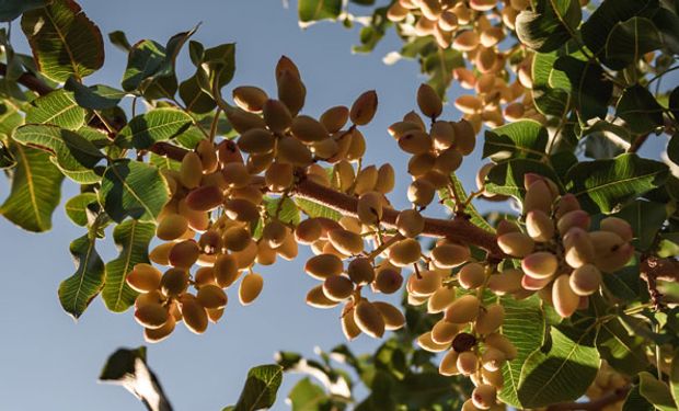 Pistachos: cuánto cuesta producir el cultivo de "la sonrisa" que vive un boom en Argentina (y en el mundo)