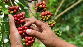 Fertilizantes nitrogenados são parte essencial da cafeicultura regenerativa