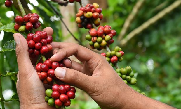 Fertilizantes nitrogenados são parte essencial da cafeicultura regenerativa