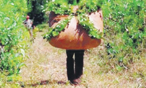 Productores de yerba culpan por precios altos a industria