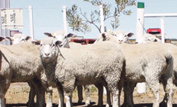 En 30 años, la producción mundial de lana Merino cayó 60%. - Todo El Campo