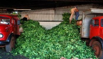 Se cosechó 30% menos de yerba mate en Misiones y Corrientes