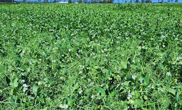 Cómo mejorar la eficiencia en el uso de fertilizantes y gastar menos sin perder productividad en la campaña fina