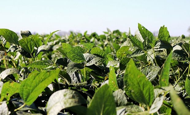 Las lluvias revirtieron los daños en la soja y los lotes regulares bajaron un 10 %