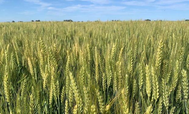 Creció un 10 % la superficie de trigo con muy buenos rendimientos, mientras que la soja avanza a ritmo lento