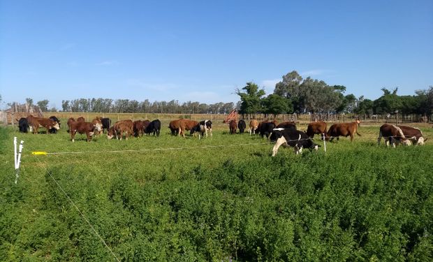 Este rápido rebrote de las pasturas en la salida del invierno y entrada en la primavera posee bajo contenido de fibra, condición que predispone el empaste.