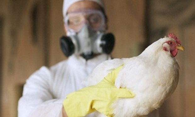 Bird flu: Government approves new subsidies for affected production