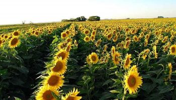 Horas difíciles para el complejo girasolero argentino