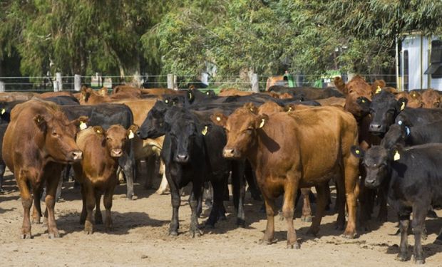 La importancia de estas es productiva, zoonótica, con impacto en la biodiversidad y/o en el comercio internacional.