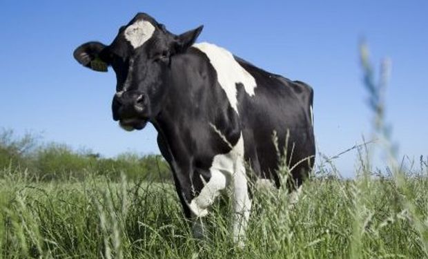 El Colegio de Abogados de Rosario generó un dictamen, sobre el encuadre jurídico del traspaso de propiedad de la leche cruda.