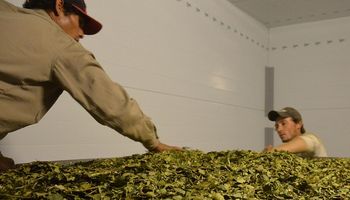 Una nueva yerbatera revoluciona con un sistema innovador de secado