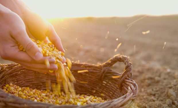 Conab inicia venda de 2,1 mil toneladas milho a pequenos produtores gaúchos