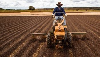 Redução na safra de café: clima é maior vilão?