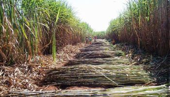 Novas tecnologias podem até negativar a pegada de carbono do etanol brasileiro