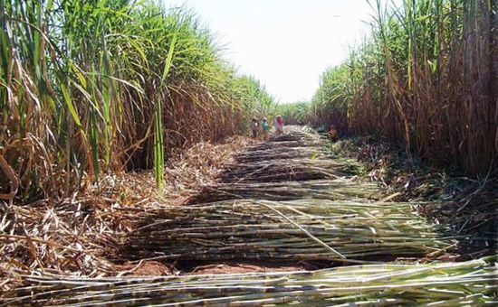 Parceria entre Embrapa e Unicamp revela estudo promissor sobre emissão de CO₂ do etanol, mas depende de investimentos e novas regulações