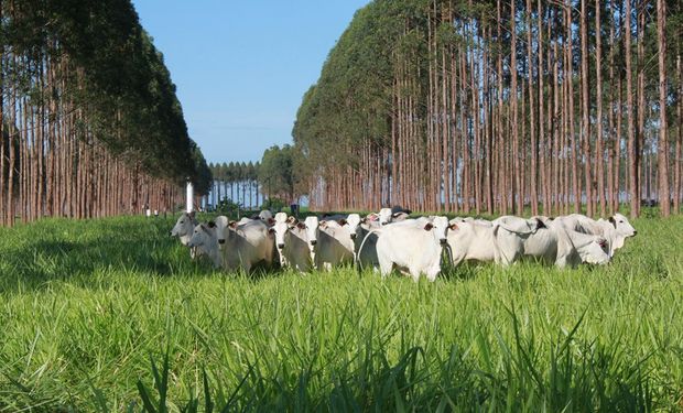 Animais criados em sistemas sombreados. (Foto: Embrapa)