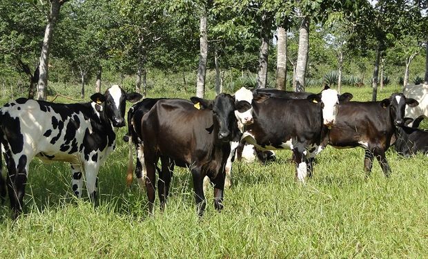 Primeiros treinamentos contemplam manejo de bezerras e silagem. (foto - Epamig)