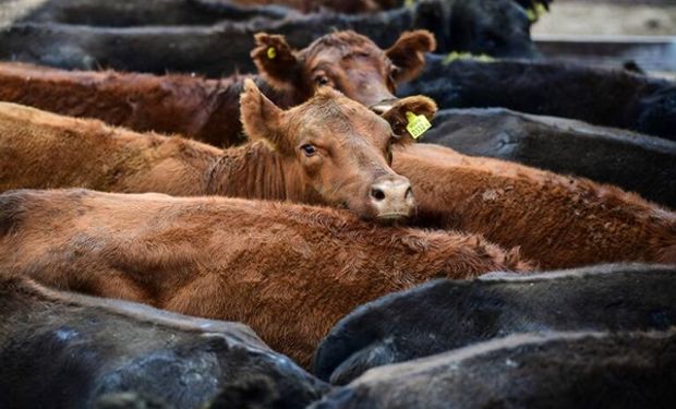 Se dispara el precio de la hacienda, con aumentos de casi el 40%: la lista de precios de Cañuelas