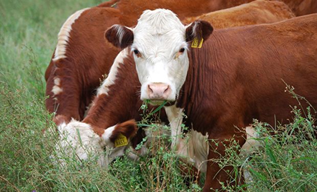 Alianza del Pastizal, la carne que defiende a las aves