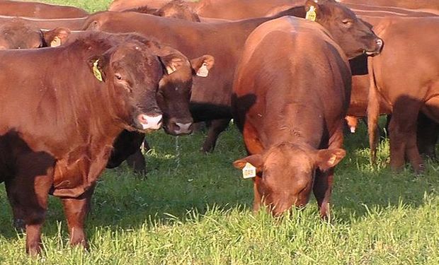 La cantidad de carne al gancho que rinde un animal argentino es la más baja en la región.