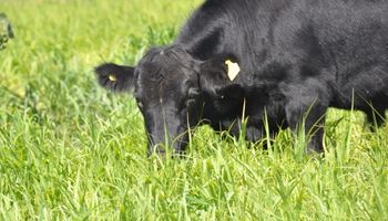 En 10 años, disminuyó un 51% la cantidad de novillos en el país