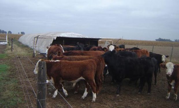 Novillos en el campo de Hugo Cofanelli, en Colonia Almada. Entre 80 y 100 animales se “autoabastecen” en cada punta de la bolsa de silaje de maíz (La Voz).