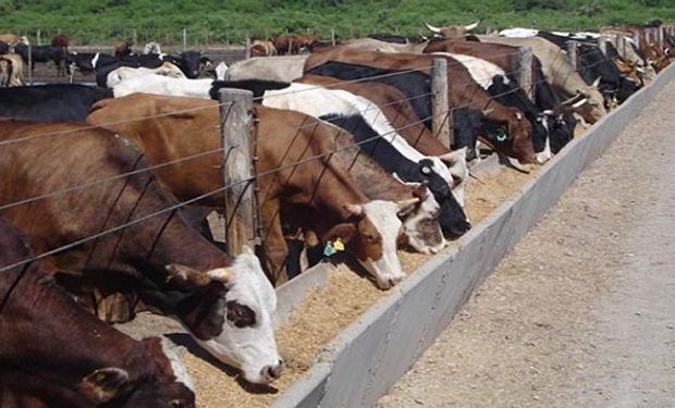 El novillo cruza, que hasta hace un tiempo se terminaba pesado, ahora se apura en el “feedlot” y se entrega liviano.