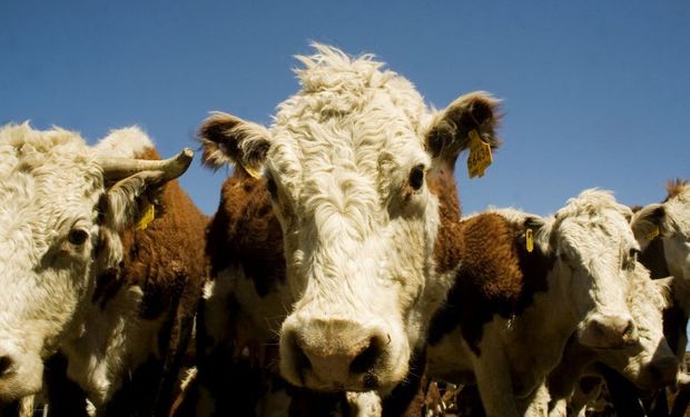 Argentina suma dificultades a la exportación de carne.