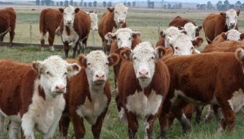 Novillo Mercosur: cae el precio argentino en dólares