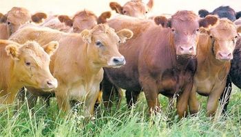 Novillo Mercosur: destacada baja de precios en Brasil