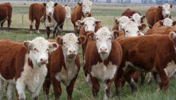 Novillo Mercosur sigue con firmeza
