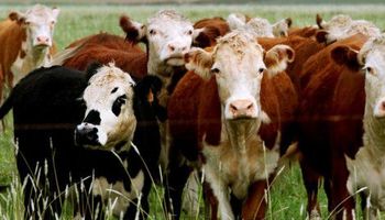 Novillo Mercosur: alzas en Paraguay, Uruguay y la Argentina