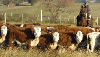 Precio del novillo Mercosur se afirma